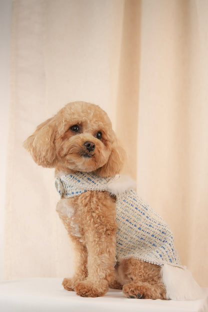 Earl Grey Elegance blue pet dress with removable feathers
