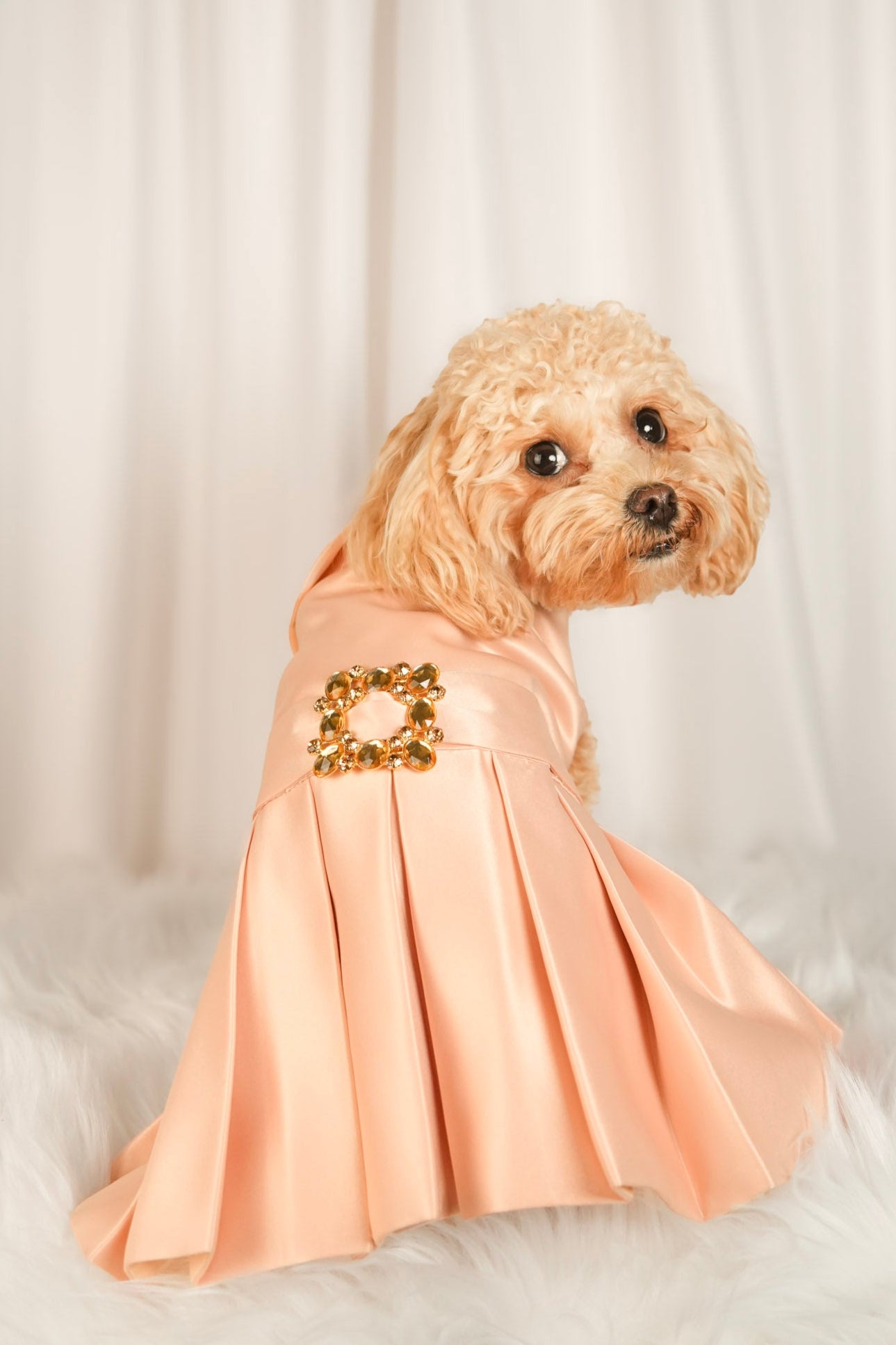 elegance glow pet dress front view