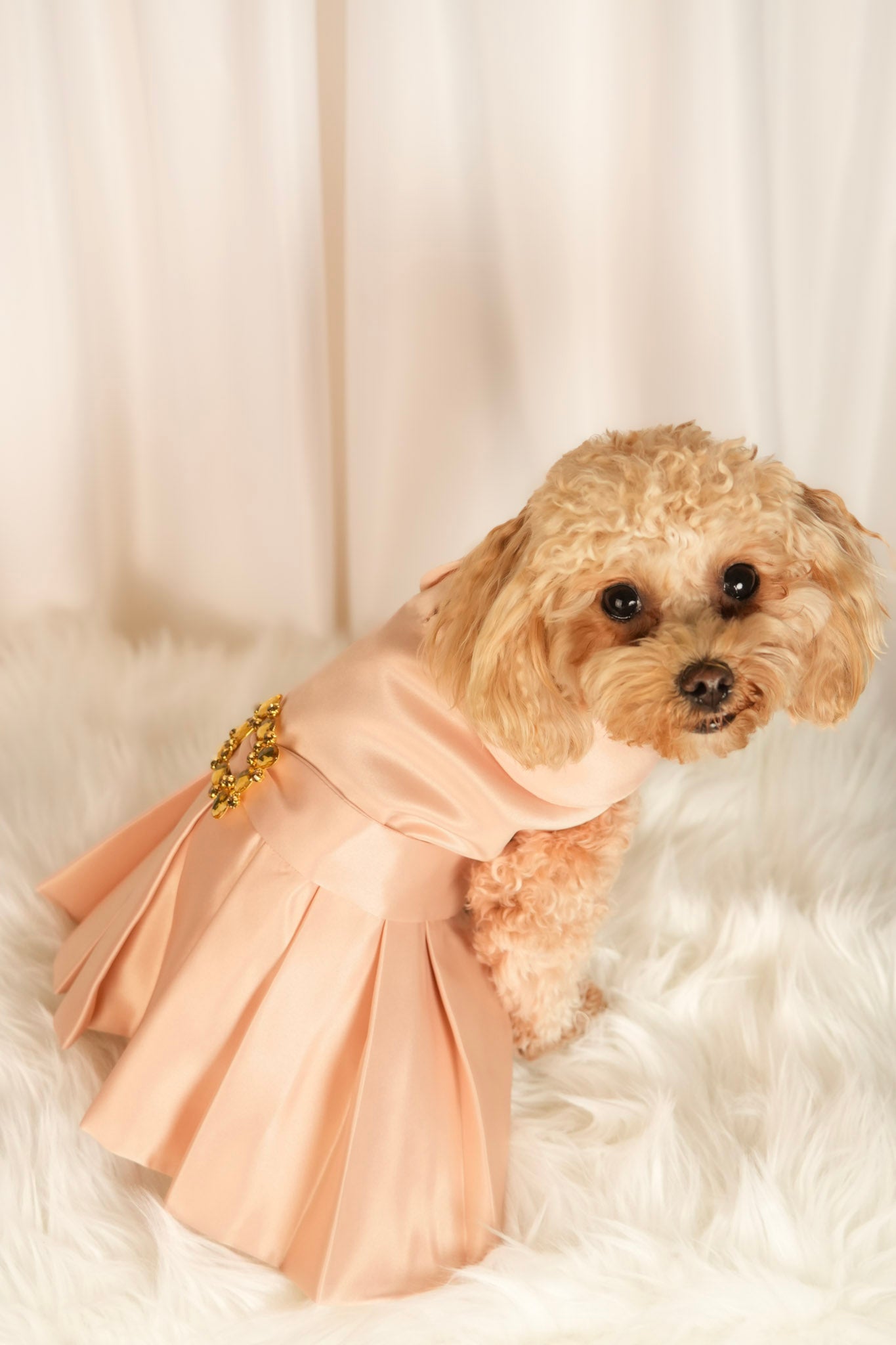 elegance glow pet dress front view