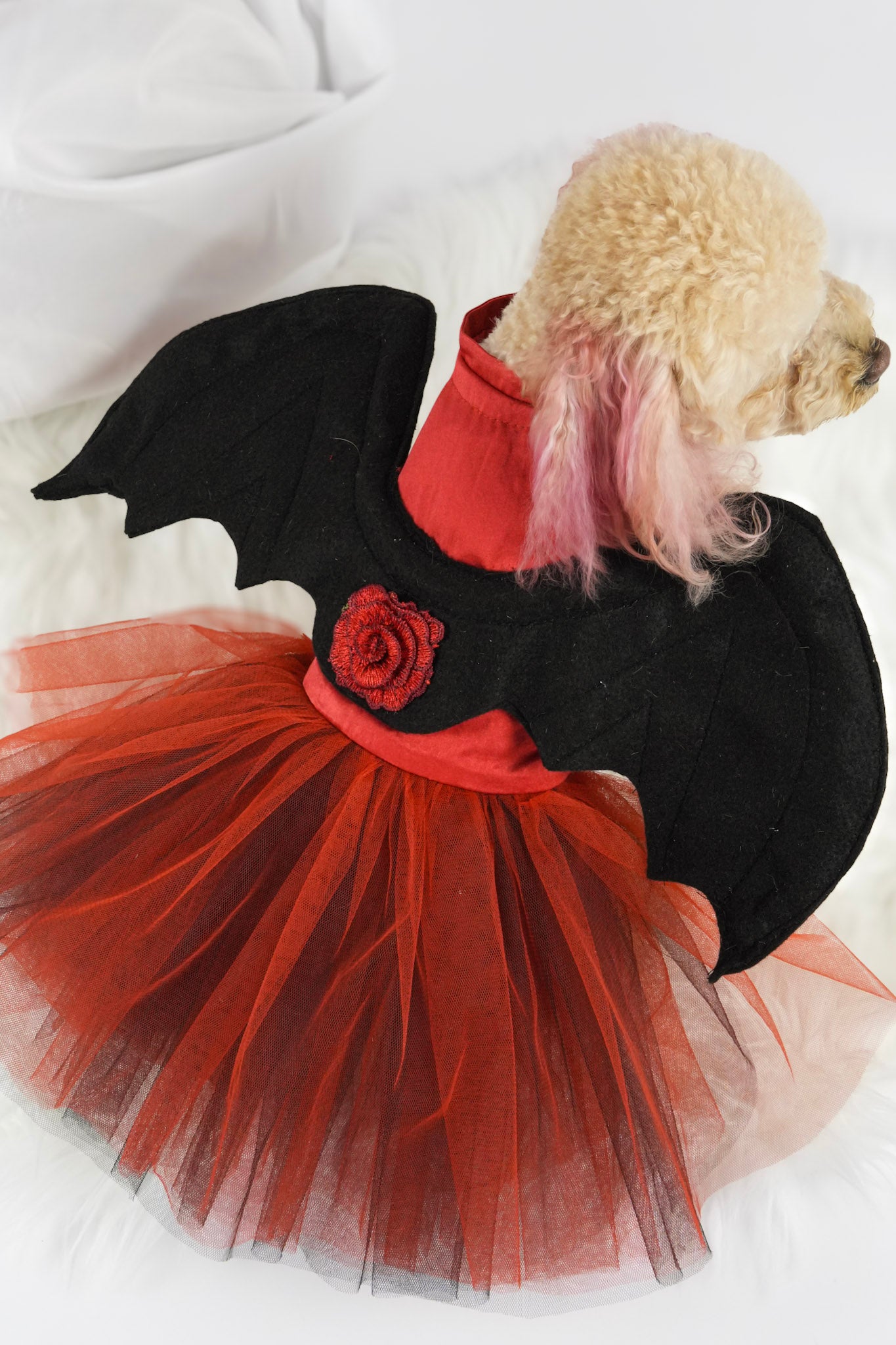 Festive Halloween pet apparel