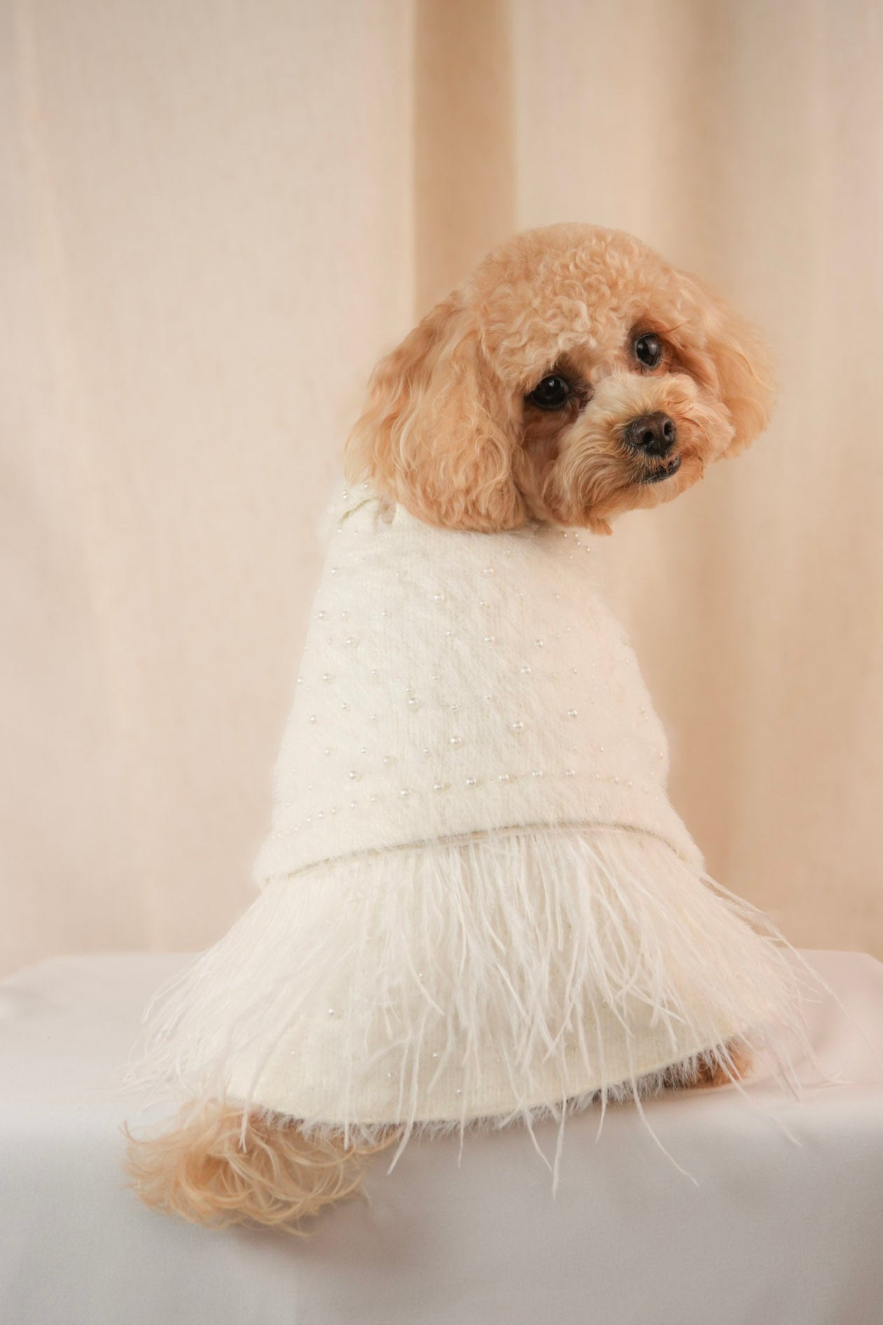 Elegant pet coat with delicate pearls and clip-on feathers