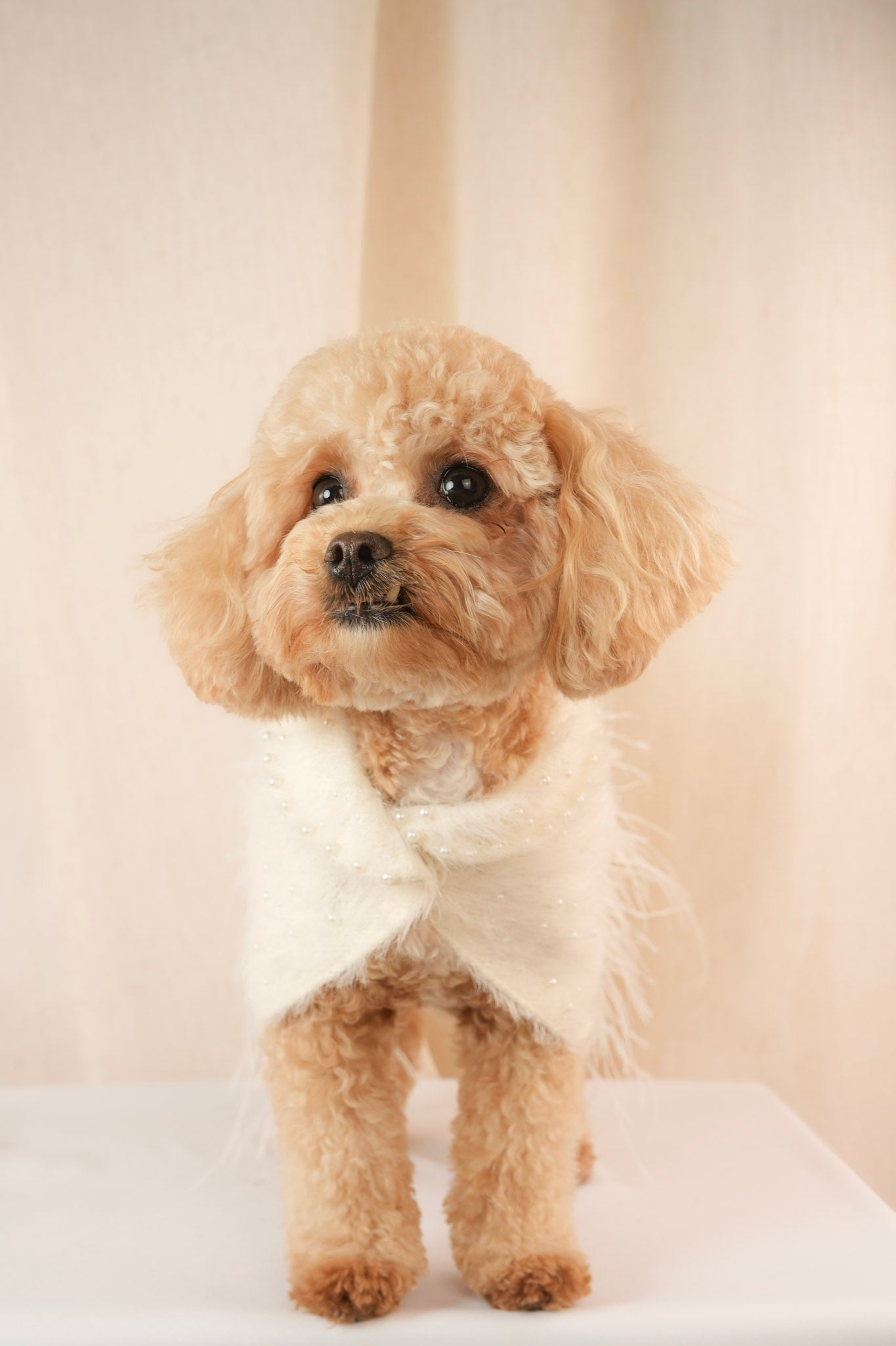 Elegant pet coat with delicate pearls and clip-on feathers