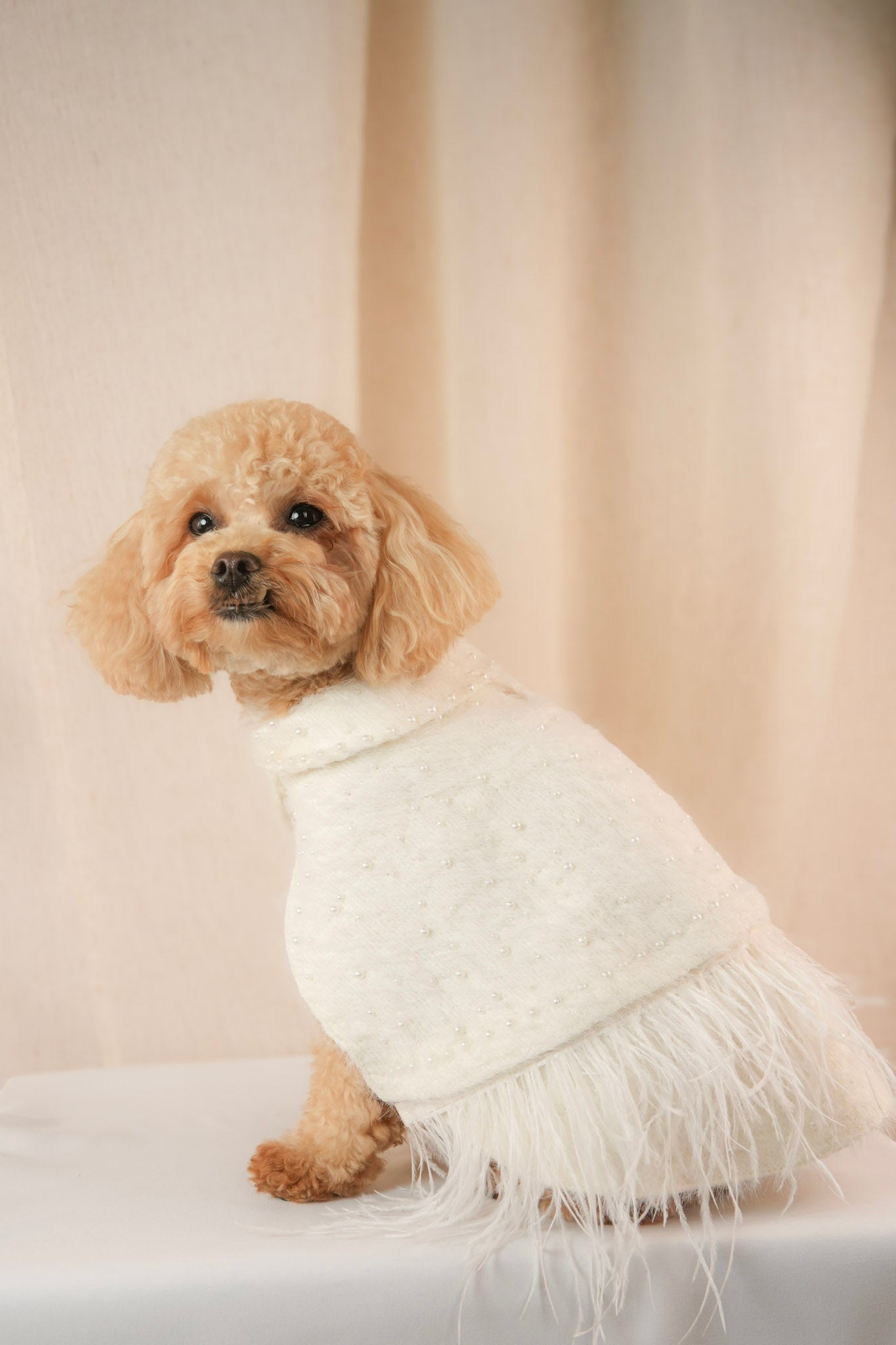 Elegant pet coat with delicate pearls and clip-on feathers