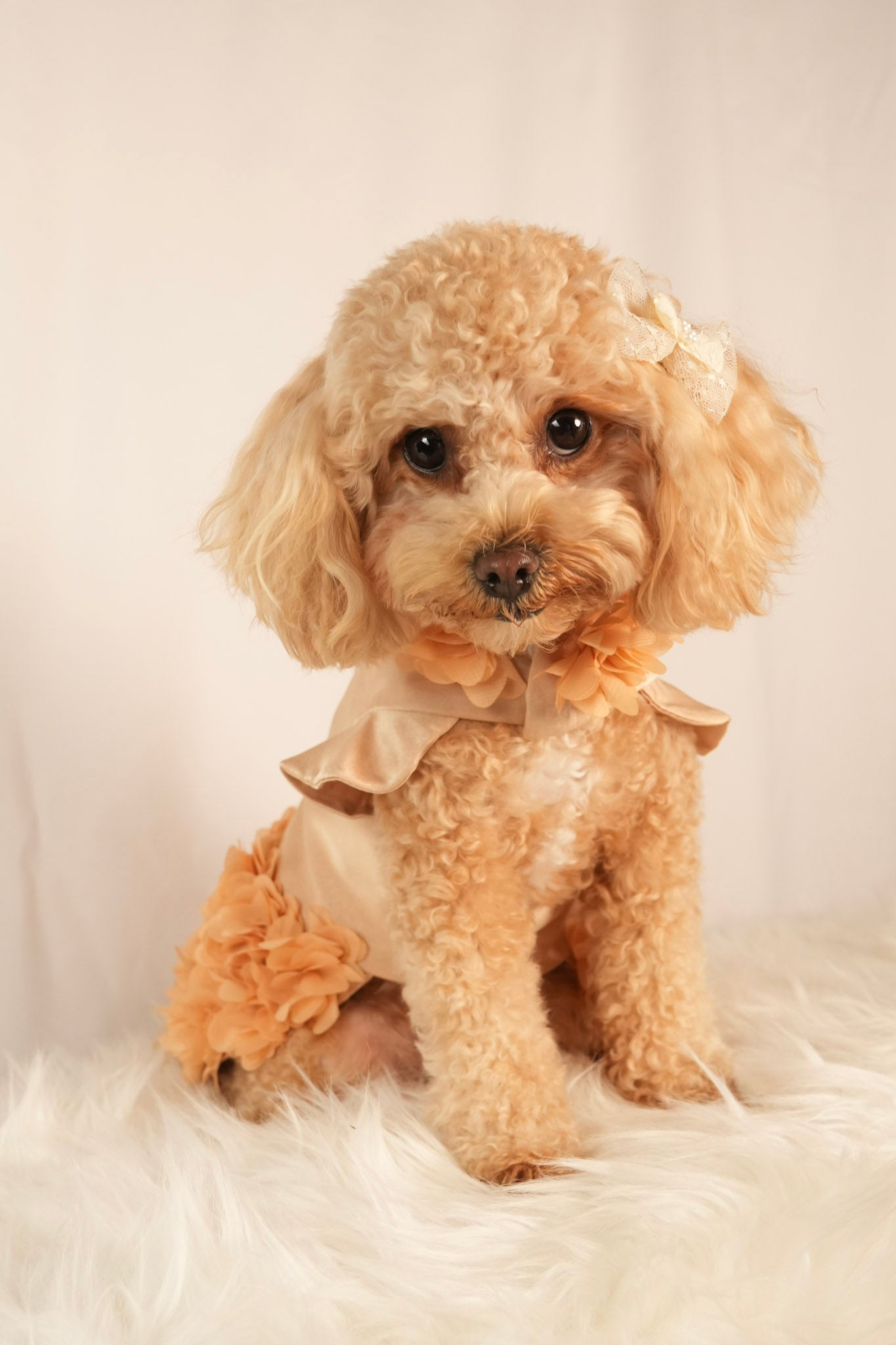 Magnolia Belle elegant beige pet dress with delicate floral petal details