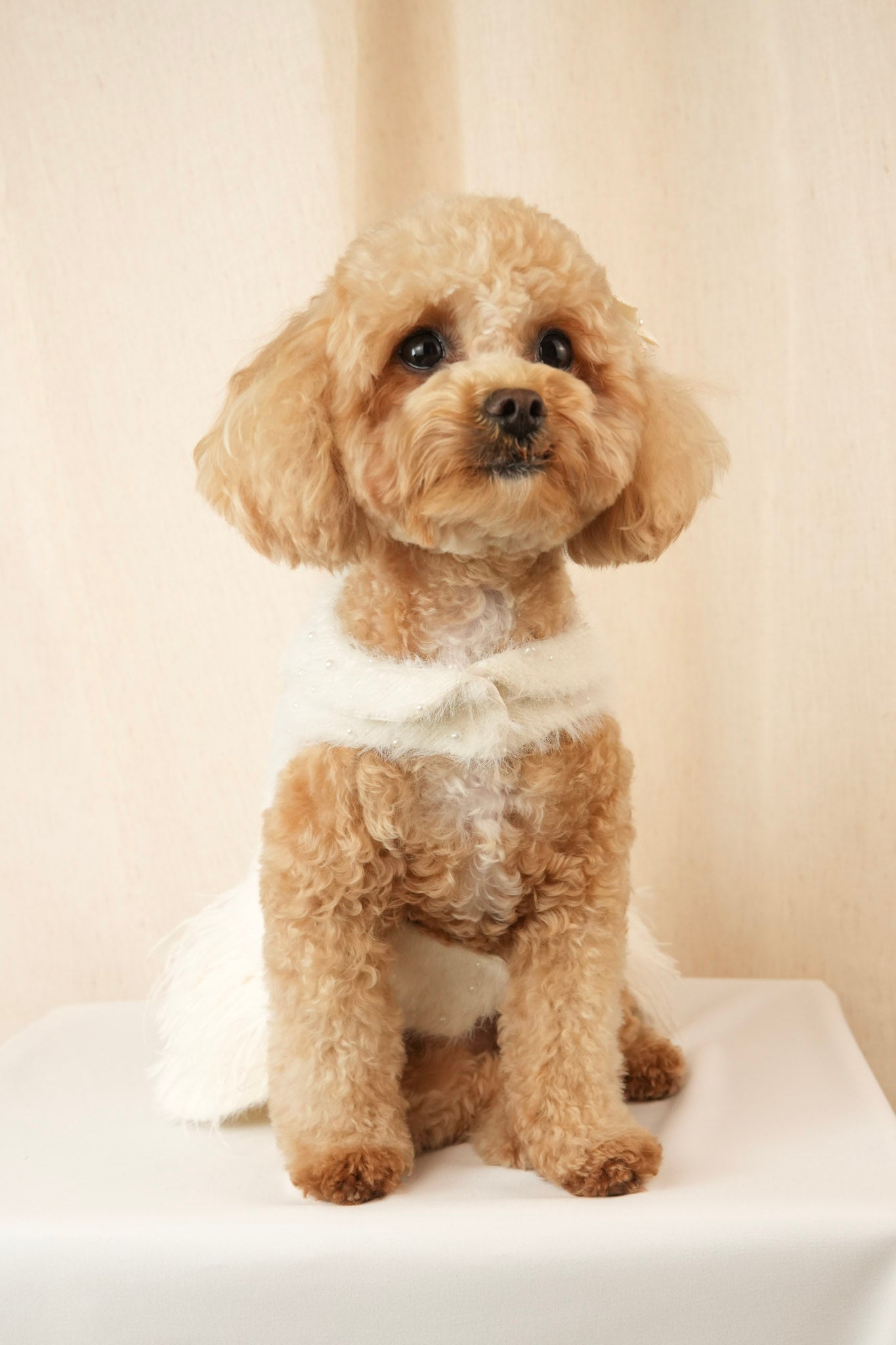 Soft pet outfit featuring small pearls and feather details