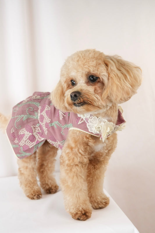 floral patterned pet dress for daytime outings