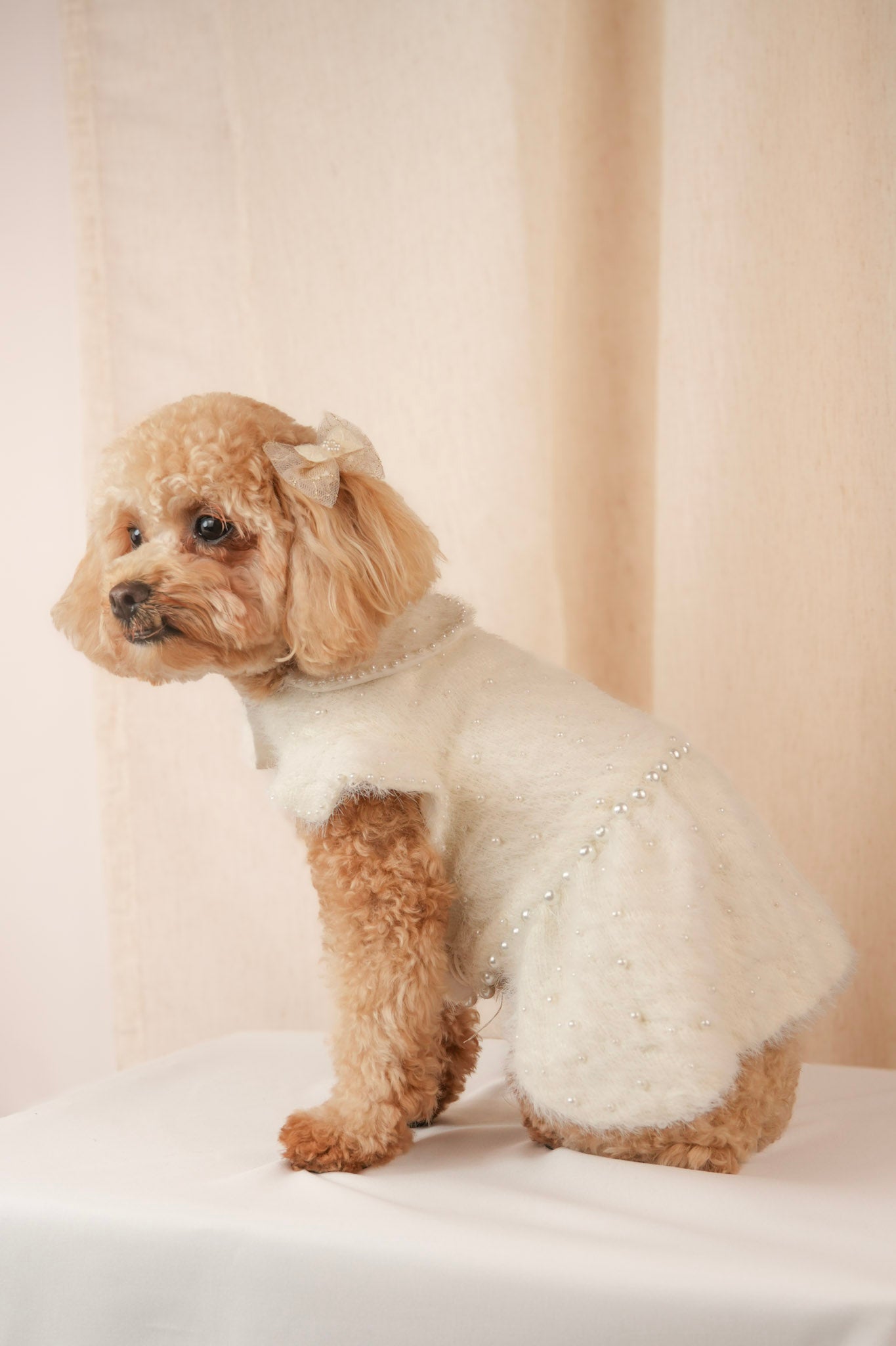 Ocean Pearl white pet dress with pearl embroidery