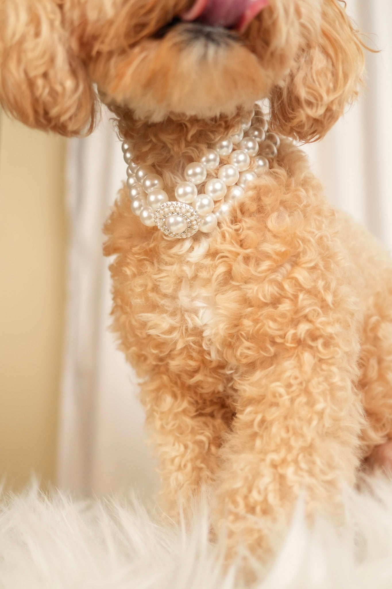 elegant pearl pet necklace pearl grace