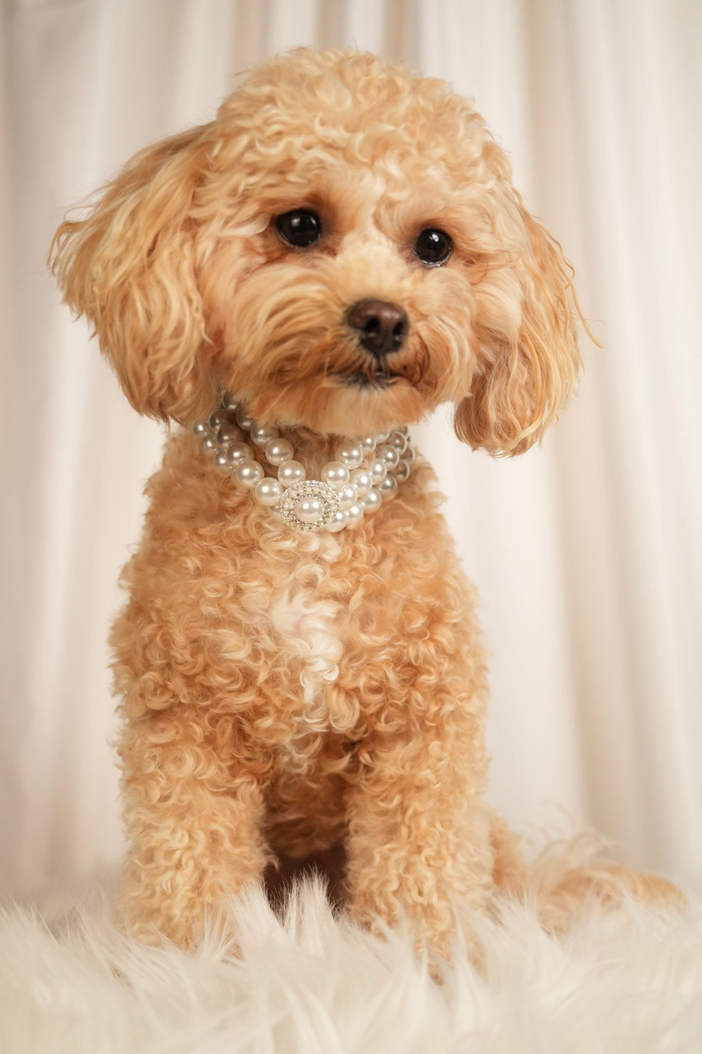 elegant pearl pet necklace pearl grace