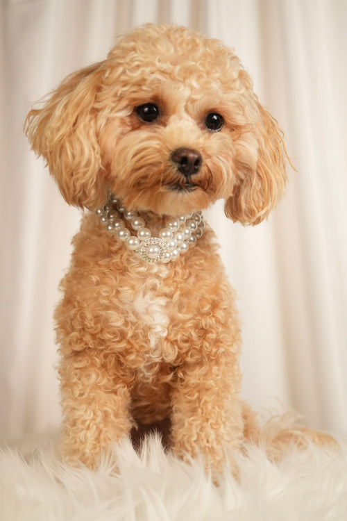 elegant pearl pet necklace pearl grace
