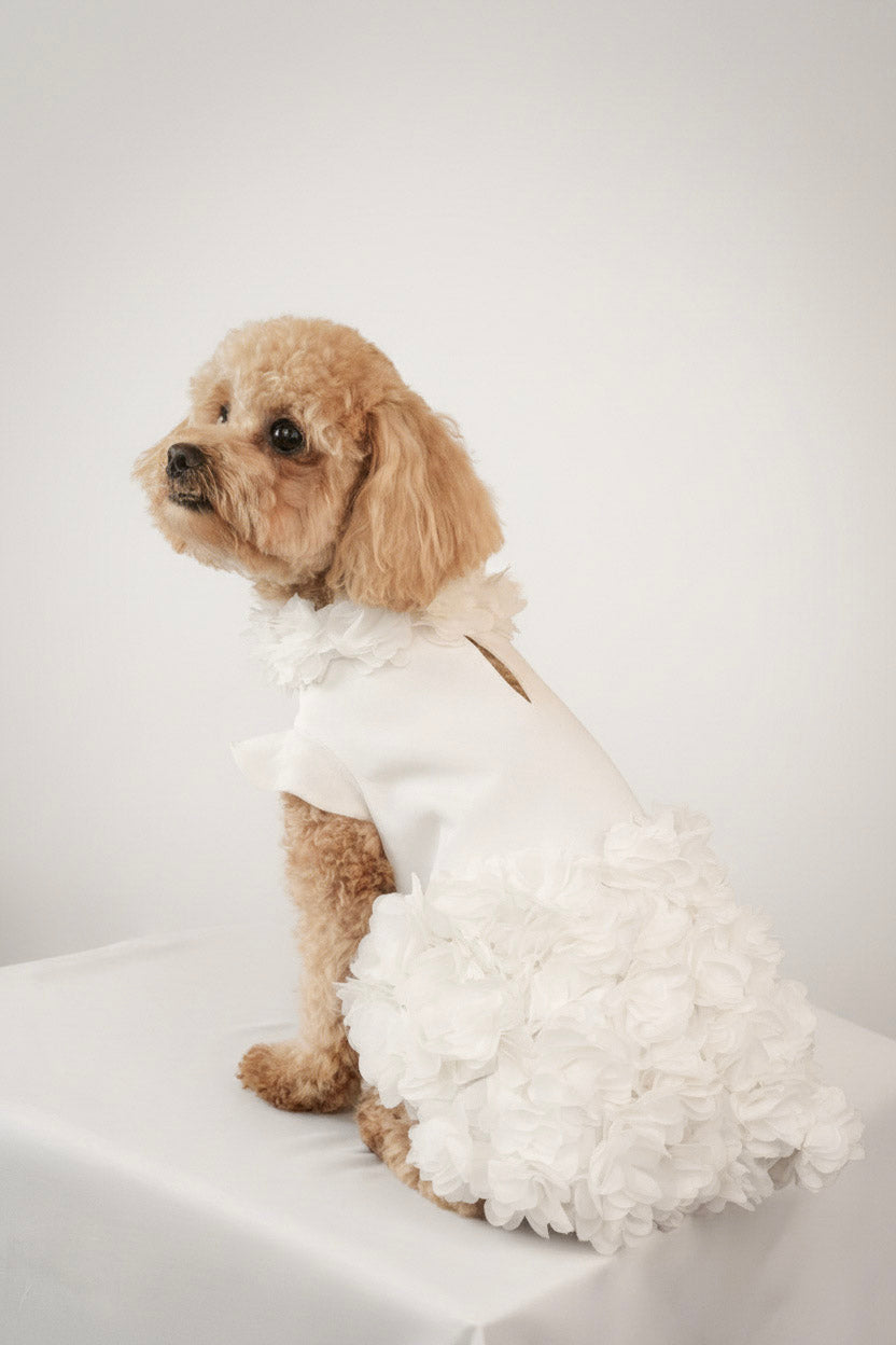 pet white floral dress