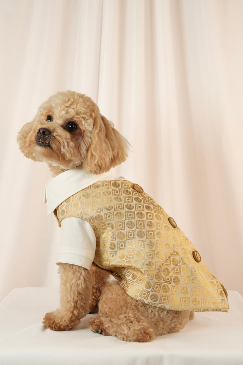 satin duke gold pet vest with white undershirt classy look