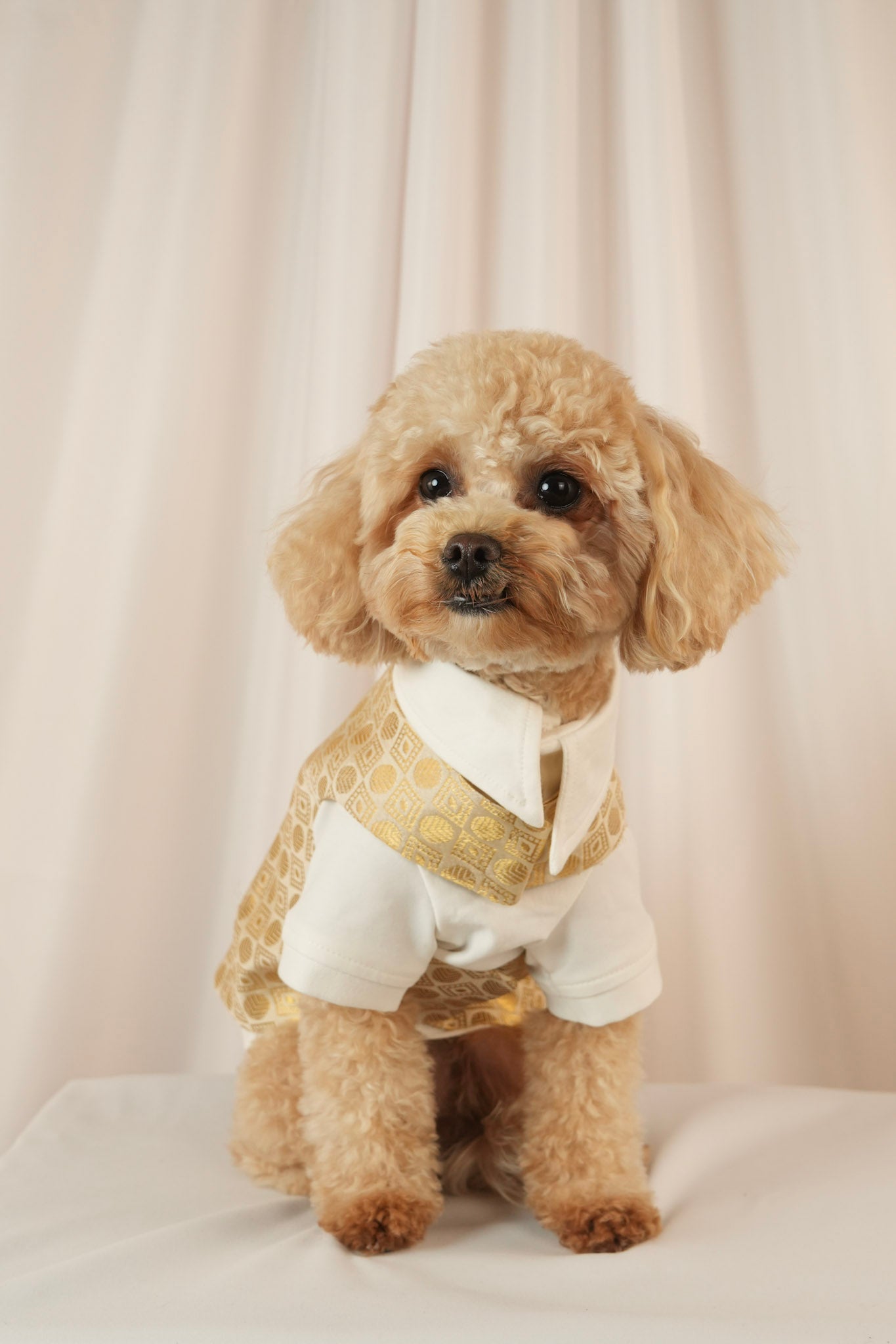 satin duke gold pet vest with white undershirt classy look