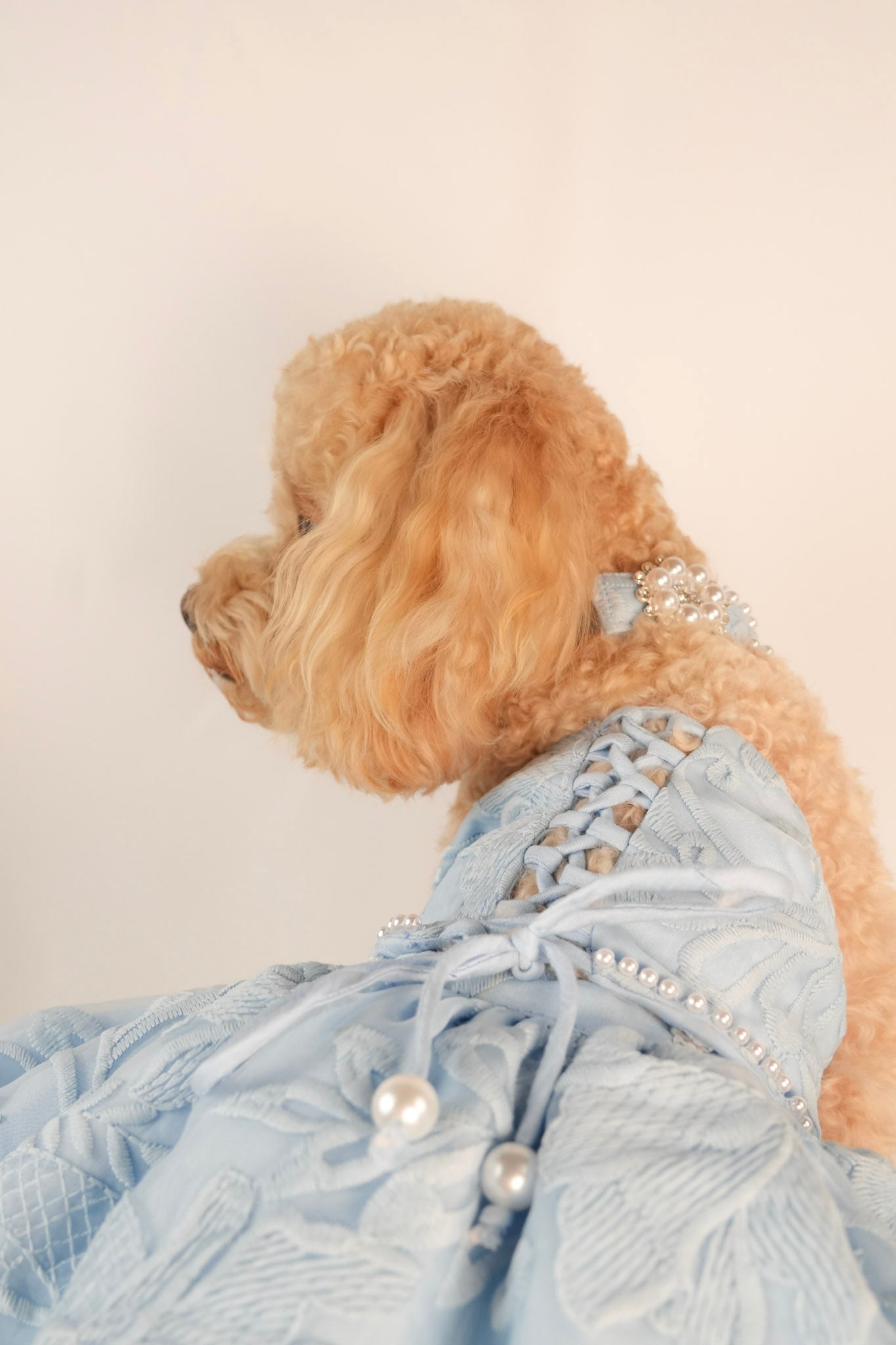 blue summer pet dress with puffy skirt and lace back