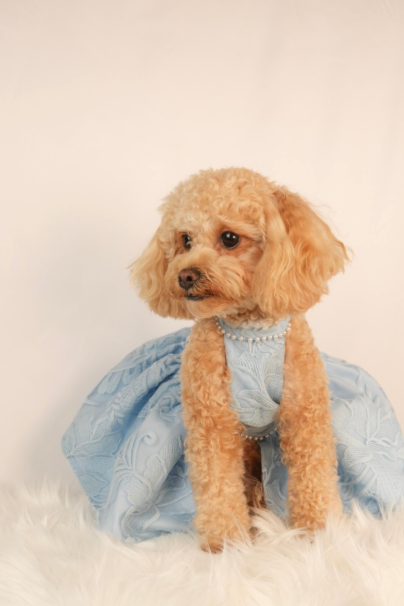 blue summer pet dress with puffy skirt and lace back