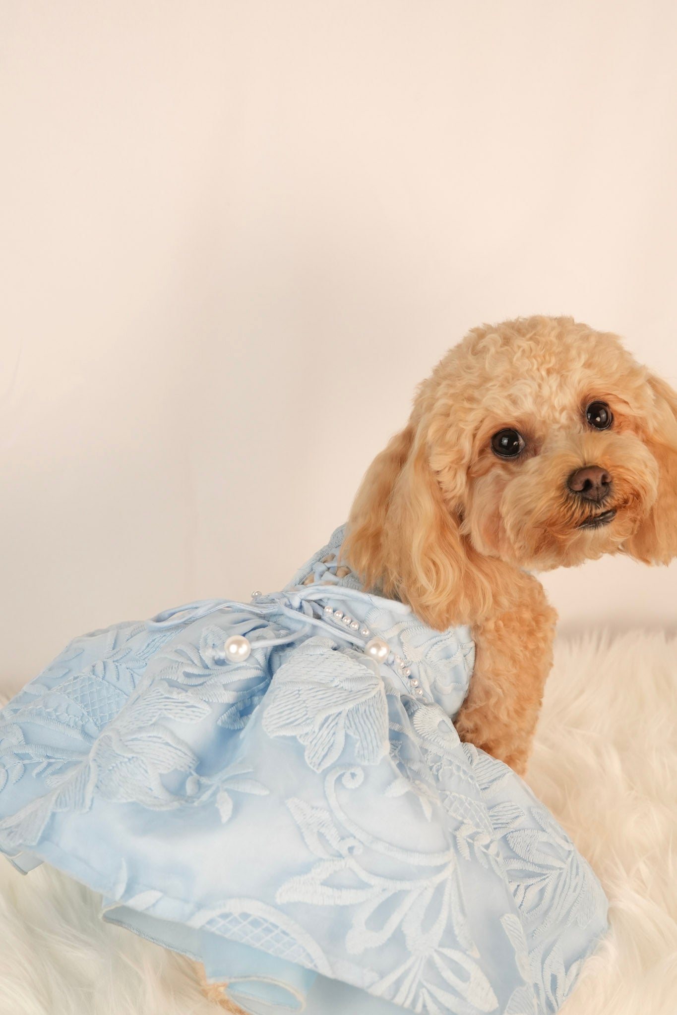 blue summer pet dress with puffy skirt and lace back