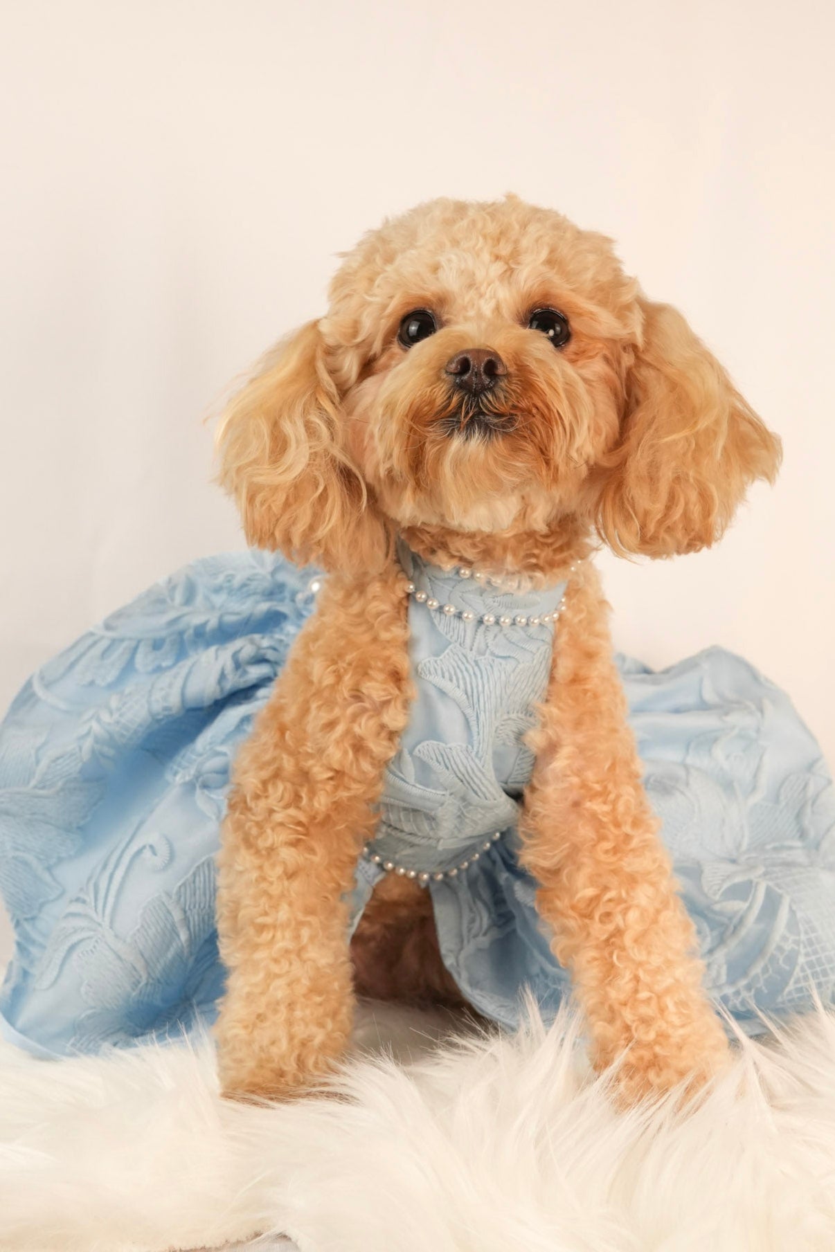 blue summer pet dress with puffy skirt and lace back