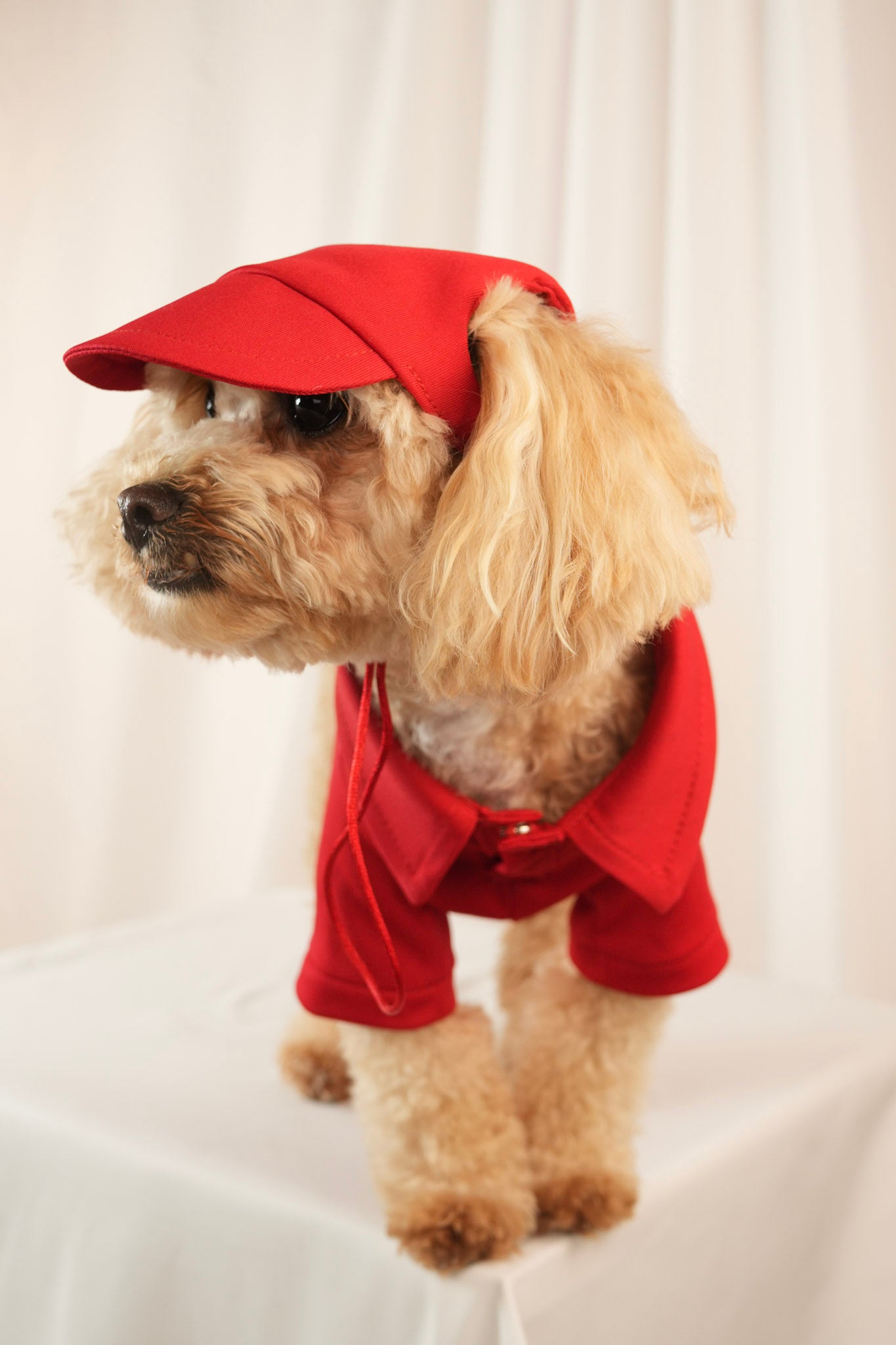 red polo shirt with matching cap for pets