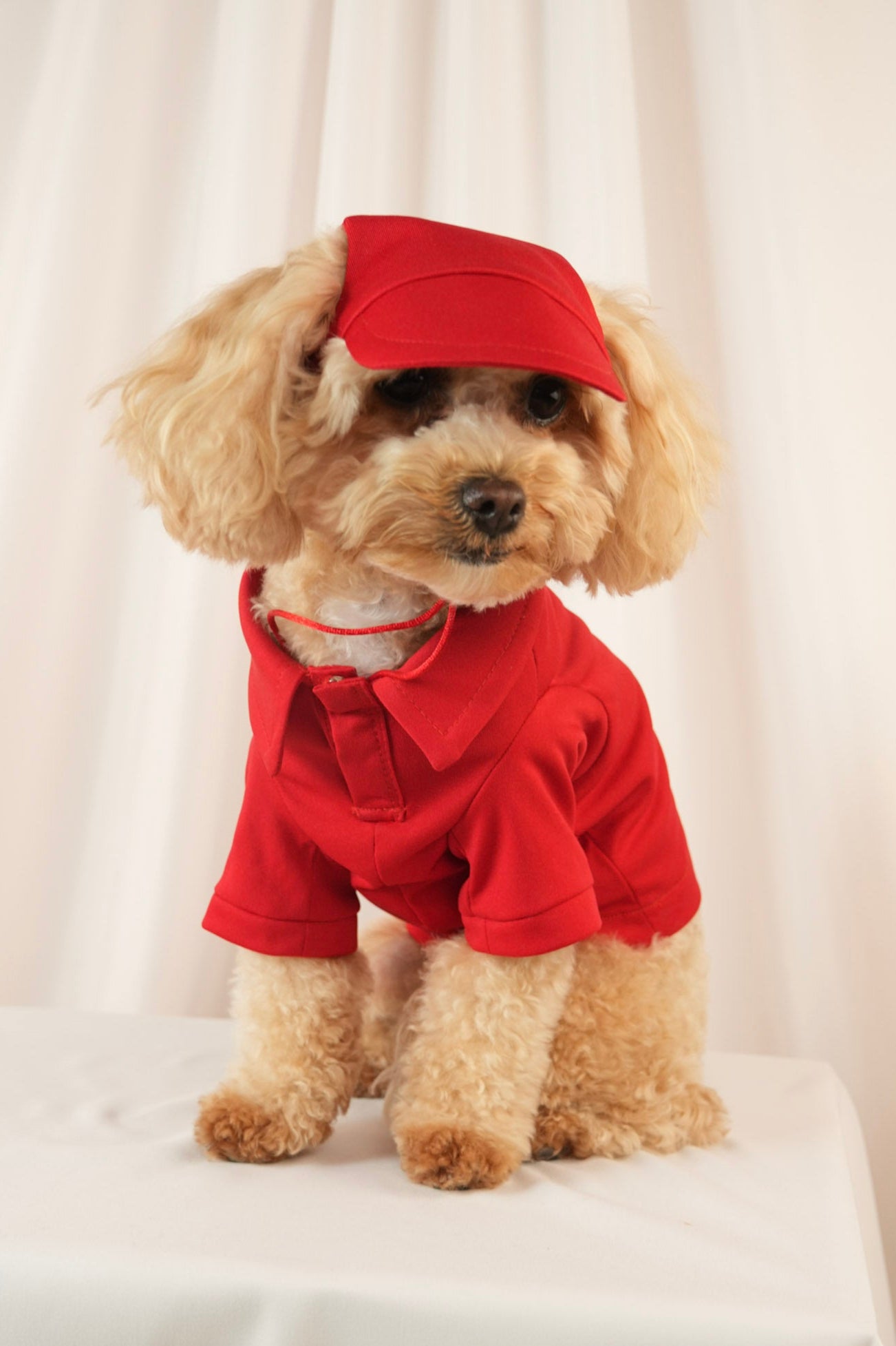 red polo shirt with matching cap for pets