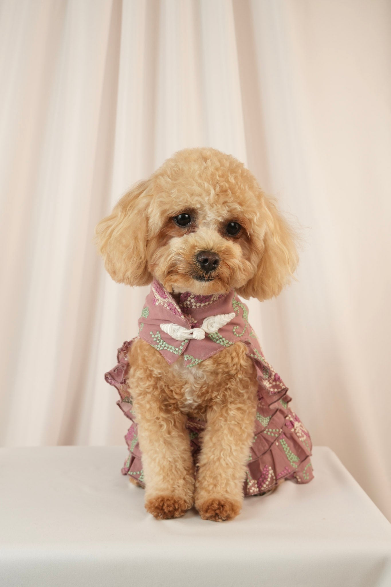 Twilight Serenade colorful pet dress with ruffle details