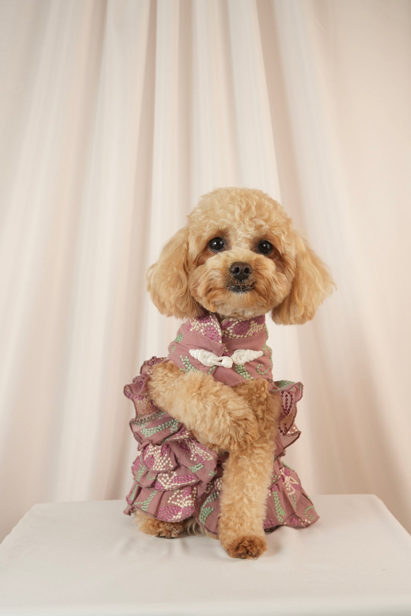 Twilight Serenade colorful pet dress with ruffle details